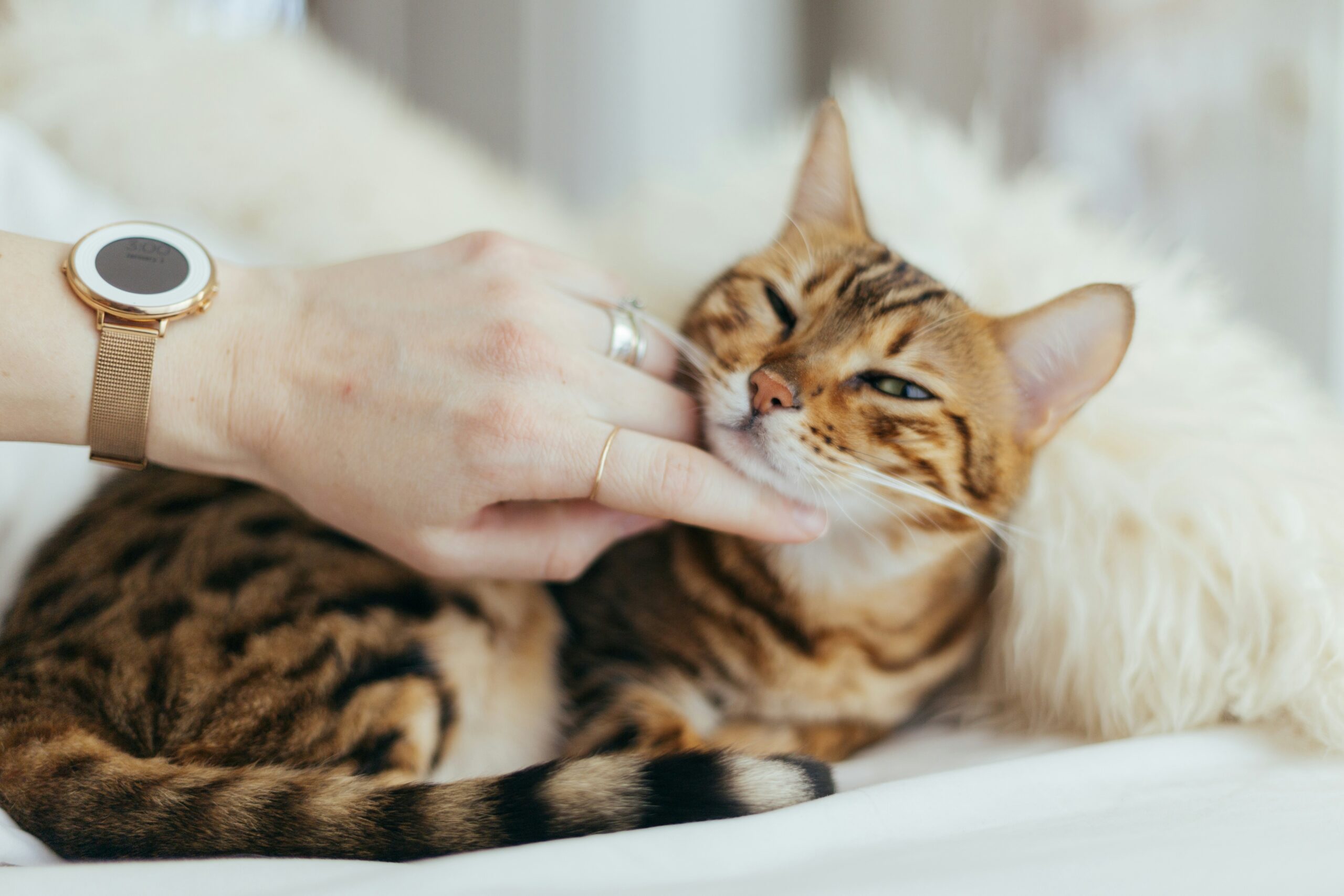 cat being petting by its owner which cat is suffered from cats colds